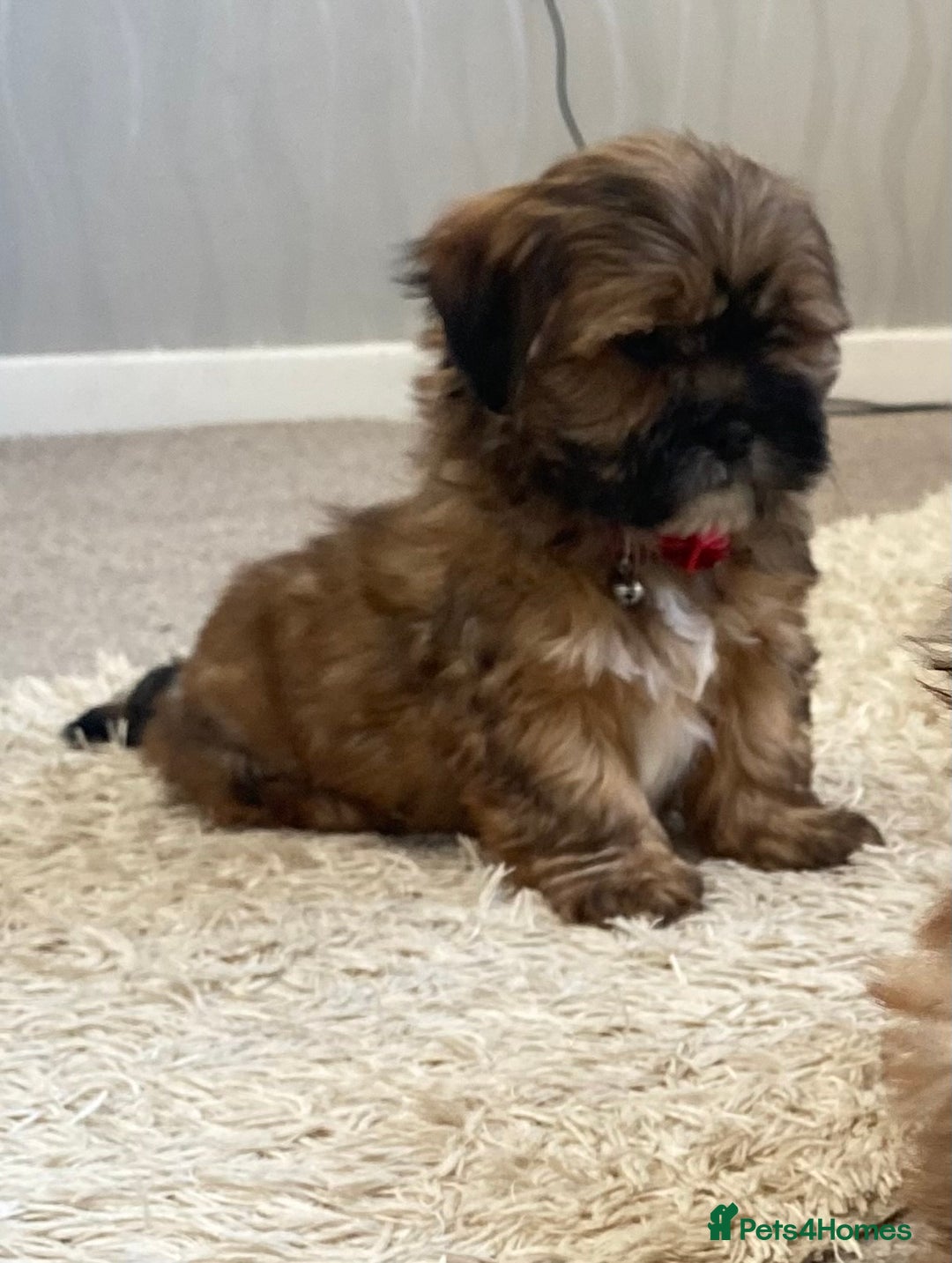 Shih Tzu dogs for sale: Shih Tzu puppies  - Image 5