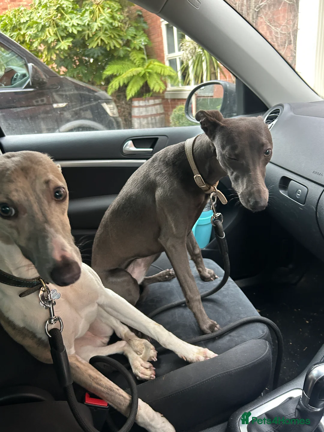 Whippet dogs for sale: Bonnie; a beautiful blue whippet bitch - Advert 3