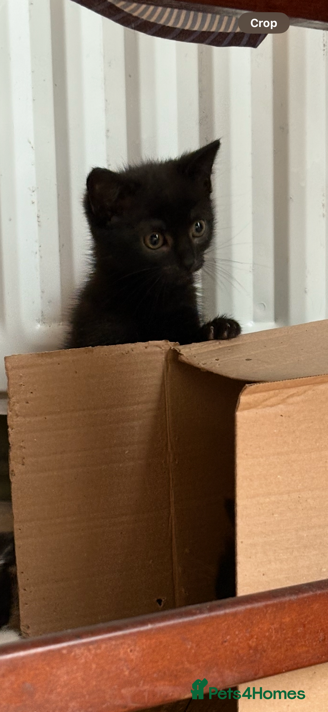 Mixed Breed cats for sale: Kittens -  **   - Advert 3