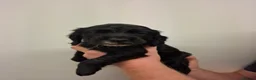 Cocker Spaniel dogs for sale: Black cocker spaniel puppies  - Advert 8