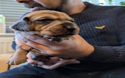 Dachshund dogs for sale: Standard Wirehaired Dachshund Puppies - Image 15