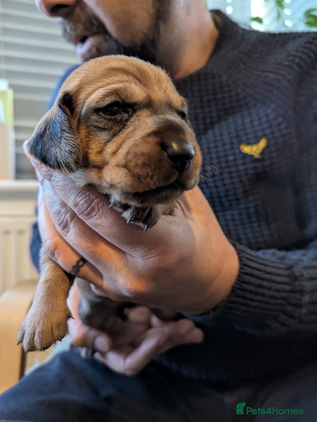 Dachshund dogs for sale: Standard Wirehaired Dachshund Puppies - Image 15