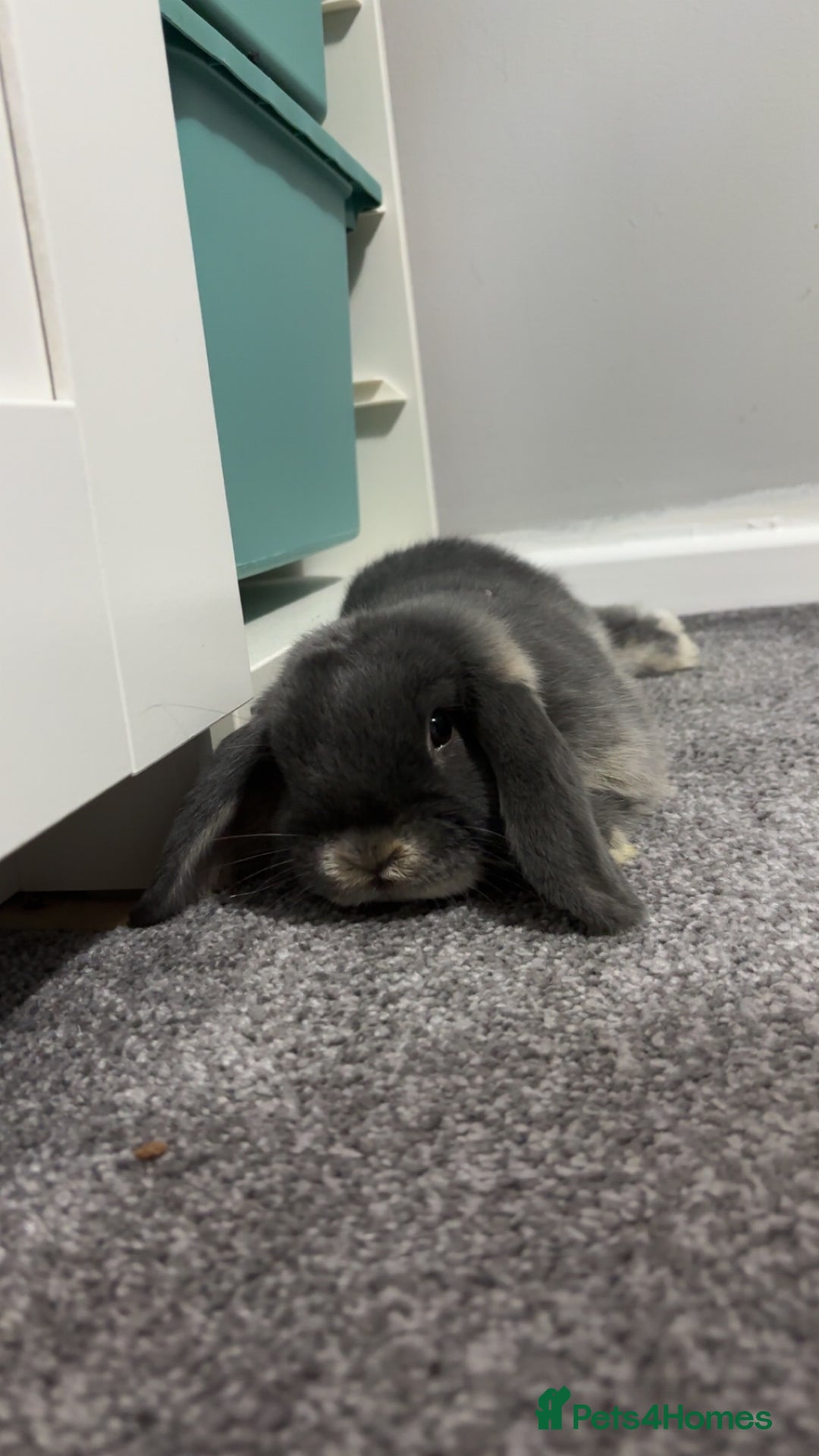Mini Lop rabbits for sale: mini lop grey otter buck - Image 4