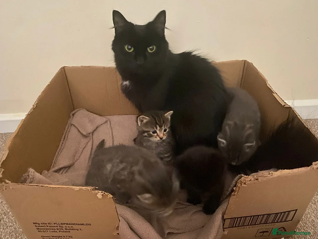 Domestic Shorthair cats for sale: 3 males and 1 female ready for their forever home - Advert 1