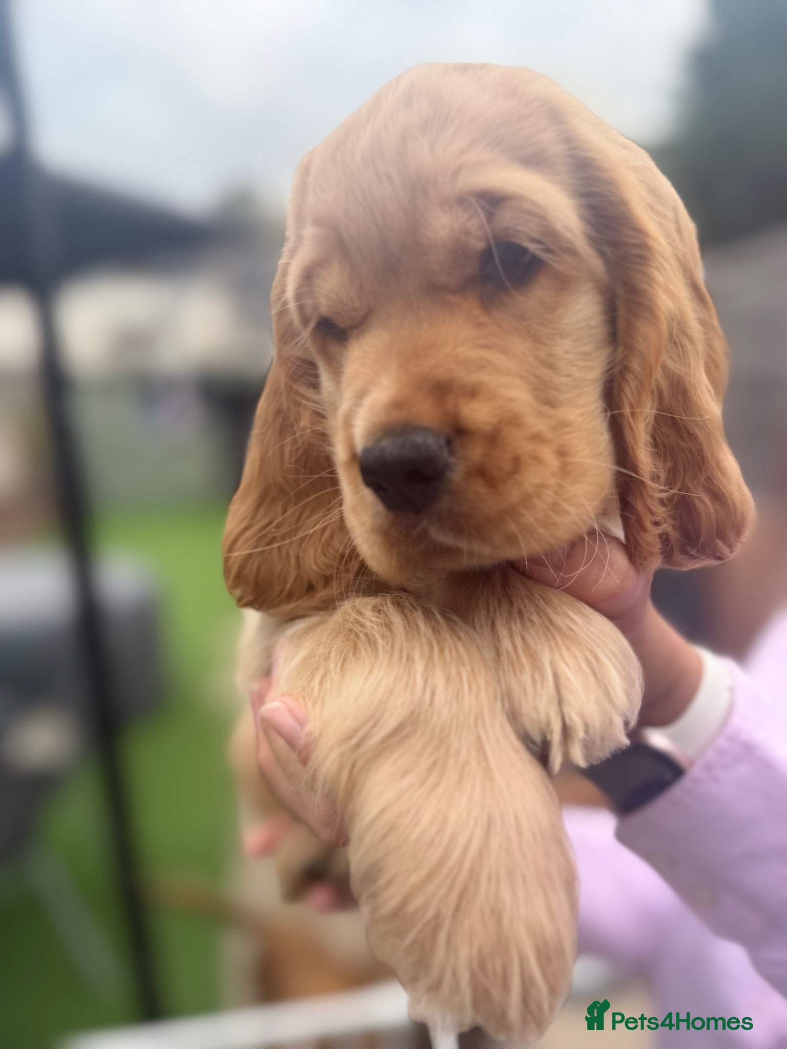 Cocker Spaniel dogs 🌟🌟🌟Beautiful English Gold Show Cocker Spaniel  - Advert 1