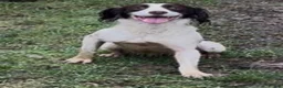 English Springer Spaniel dogs for sale: Working springer spaniel puppies  - Advert 2