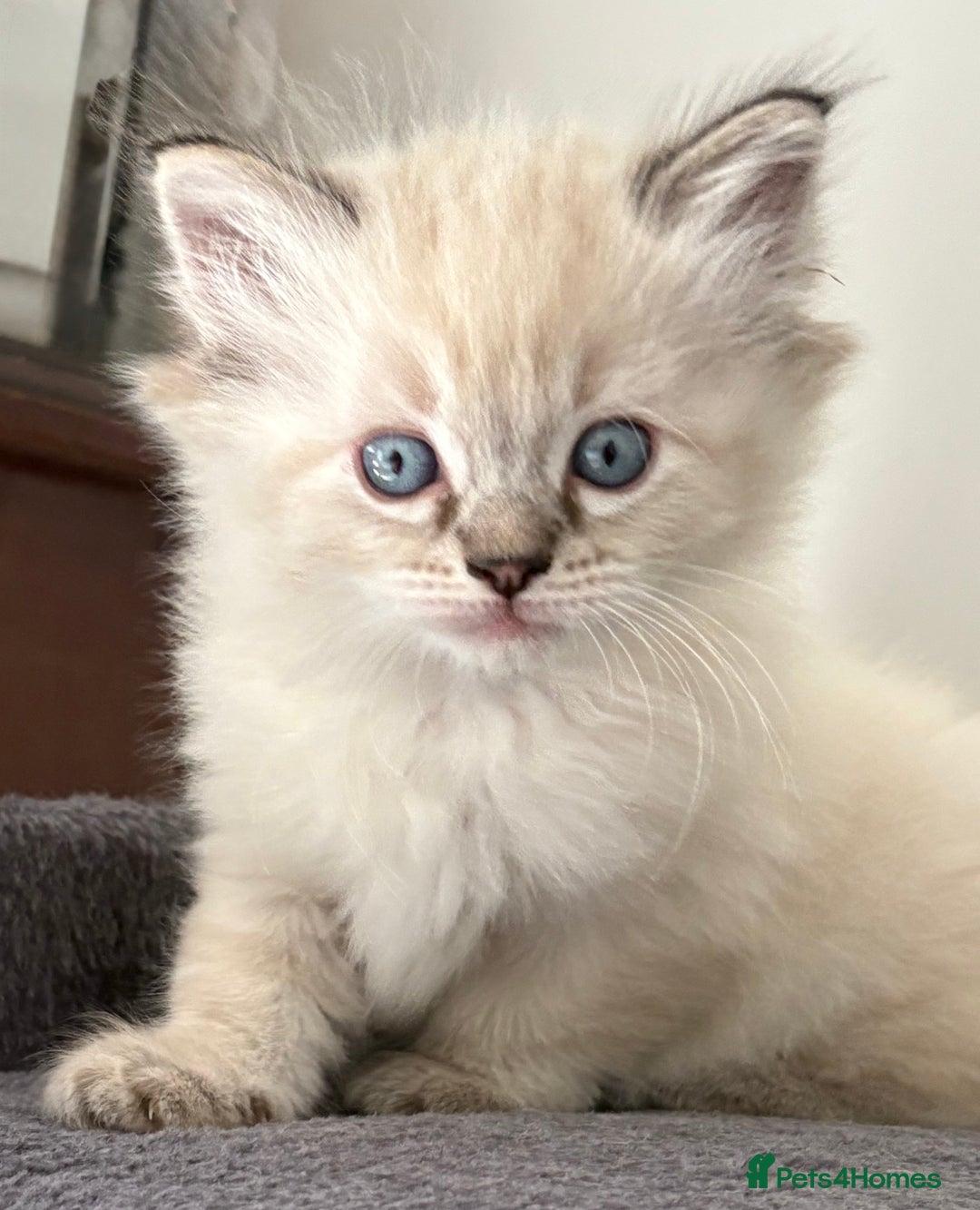 Ragdoll cats for sale: 4 Beautiful Female Ragdoll kittens for sale  - Image 3