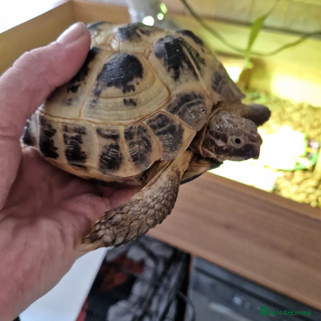 Tortoise reptiles for sale: Horsefield tortoise x2 males - Image 2