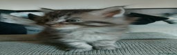 Maine Coon cats for sale: Full Maine coon kittens - Advert 9