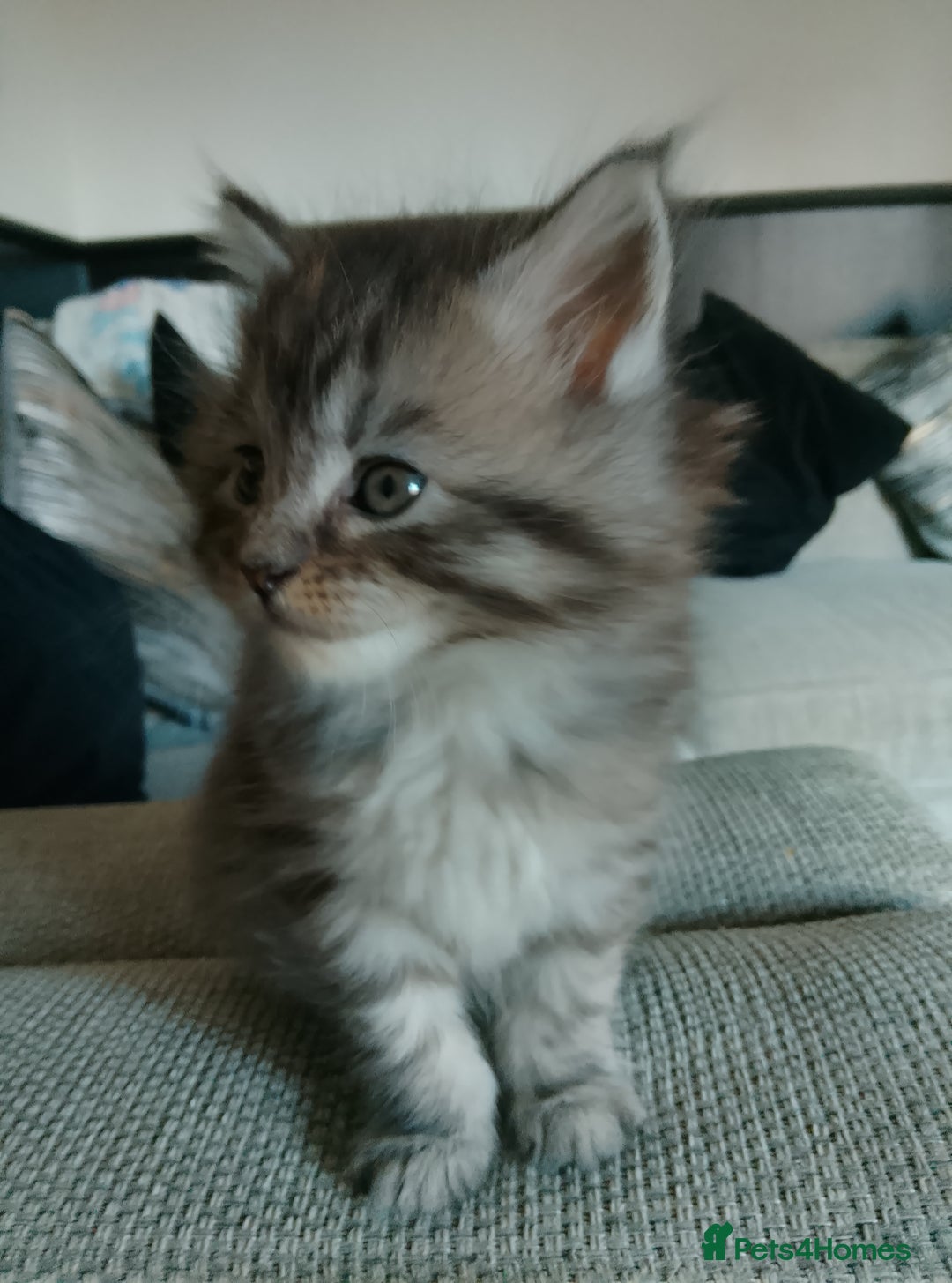 Maine Coon cats for sale: Full Maine coon kittens - Advert 9