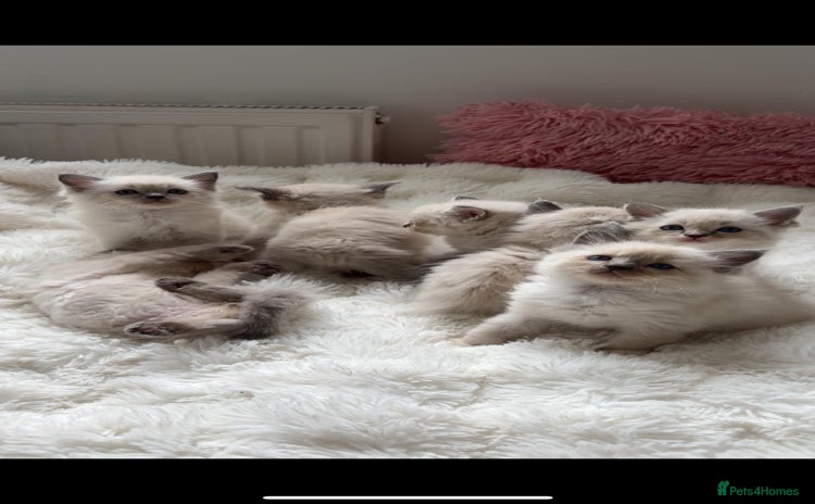 Ragdoll cats - Advert 3