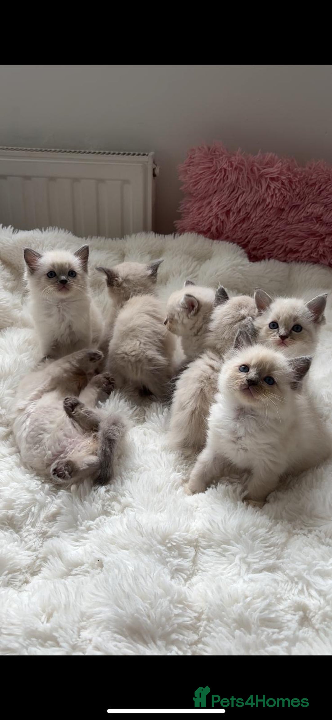 Ragdoll cats for sale: ✨ Blue pointed Ragdoll Kittens – Ready Soon ✨ - Image 2