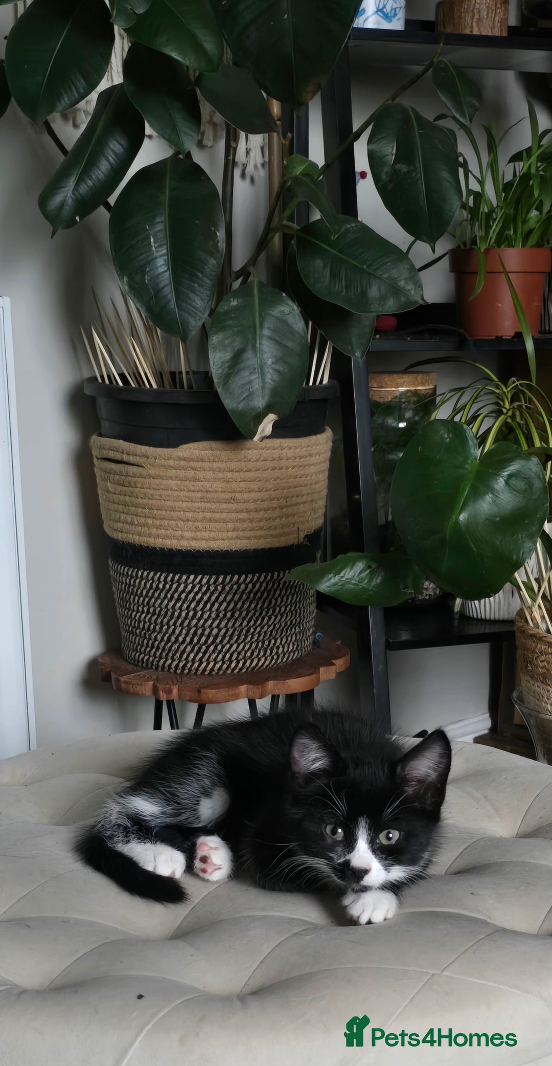 Mixed Breed cats for sale: Three boys looking for forever loving home  - Advert 9