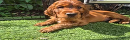 Irish Setter dogs for sale: IRISH SETTER PUPPIES - Advert 6