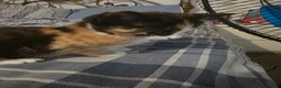 Mixed Breed cats for sale: Beautiful tortoise shell kitten - Advert 4