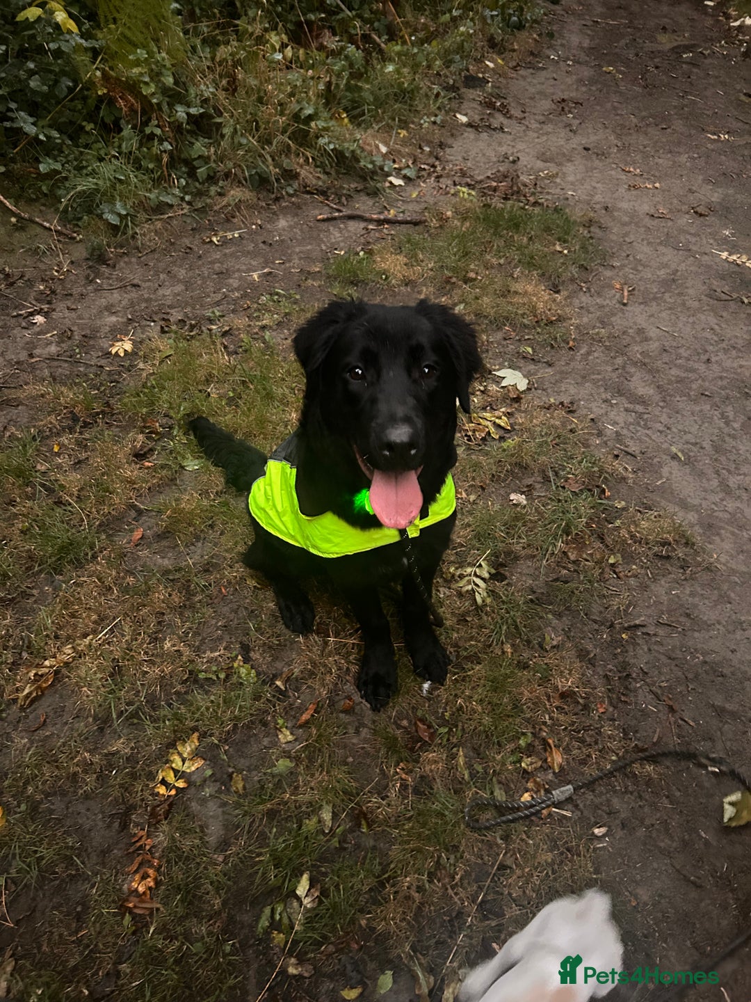 Mixed Breed dogs for sale: Border collie for sale - Advert 2