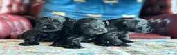Miniature Schnauzer dogs for sale: Miniature Schnauzer KC reg puppies  - Advert 3