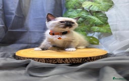 Ragdoll cats for sale: 💎 Purebred Ragdoll kittens-Champion Bloodlines 💎 - Image 15