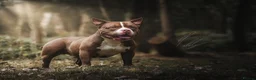 American Bully dogs for stud: American Pocket Bully Stud PROVEN SHOW QUALITY in Ashford - Advert 6