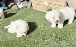 Maltese dogs for sale: Puppies Maltese  - Image 15
