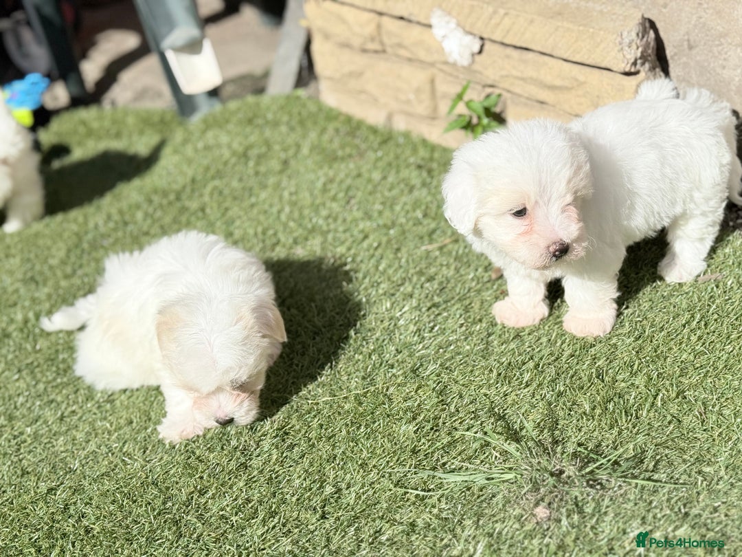 Maltese dogs for sale: Puppies Maltese  - Image 15