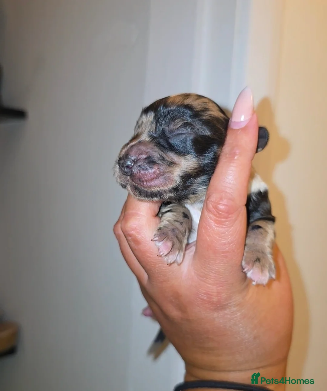 Cocker Spaniel dogs for sale: Stunning Merle Cocker Spaniels 🐾  - Advert 12