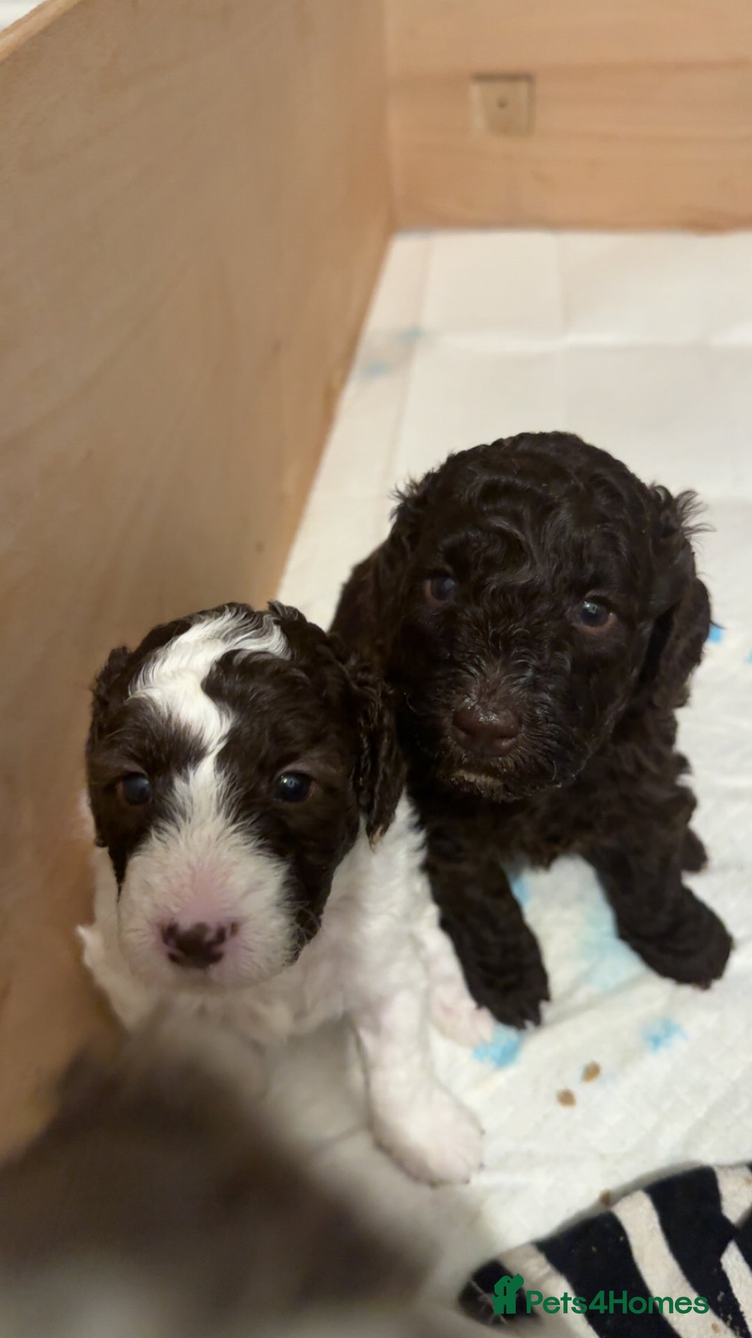 Labradoodle dogs for sale: Beautiful unique mini labradoodles with rare coats - Image 7