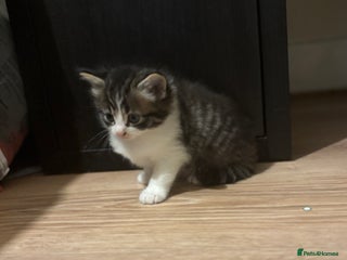 Mixed Breed cats - Advert 1