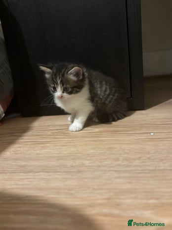 Mixed Breed cats - Advert 1