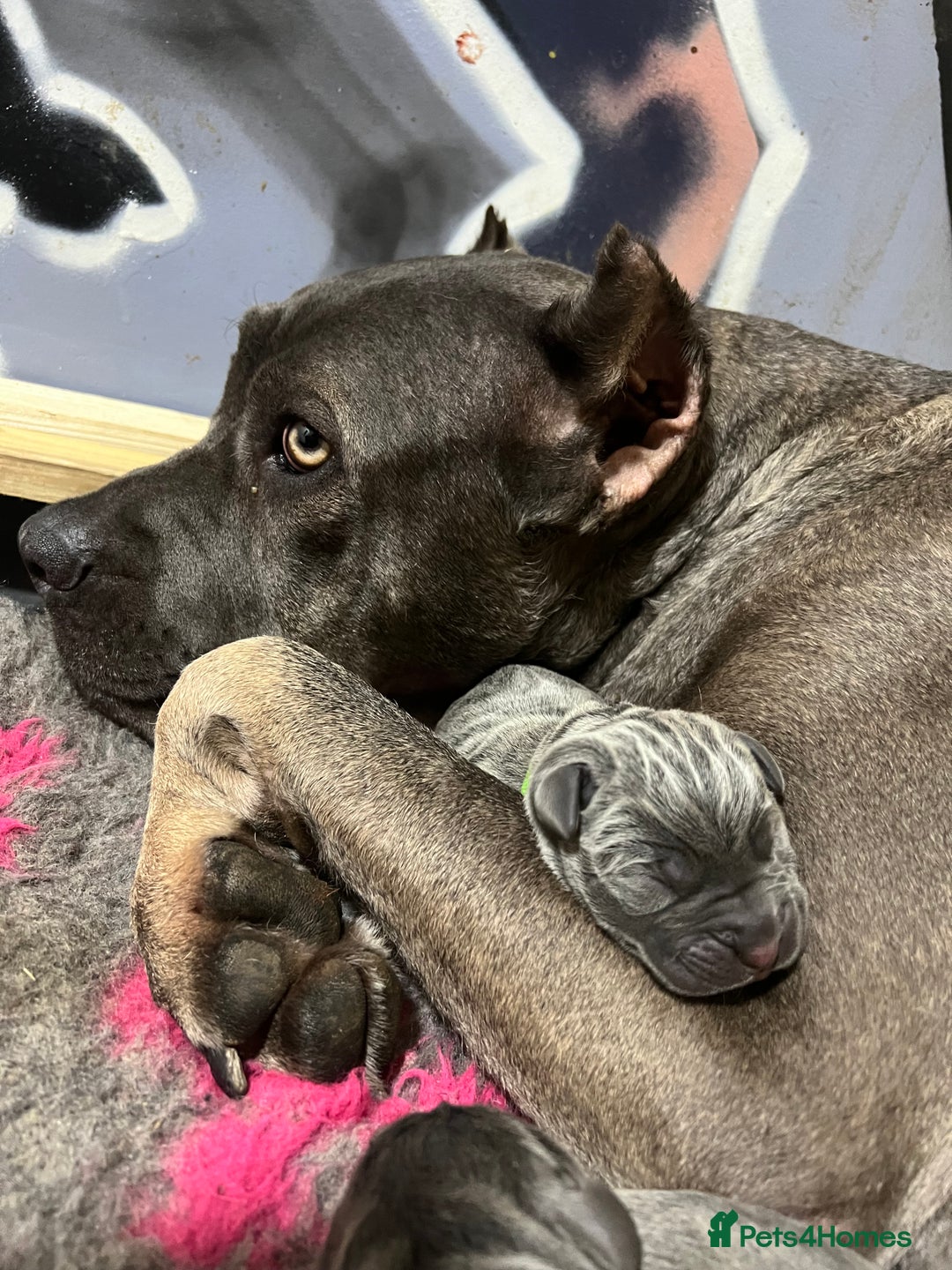 Cane Corso dogs for sale: ‼️Champion ICCF, health tested cane corso litter‼️ - Image 7