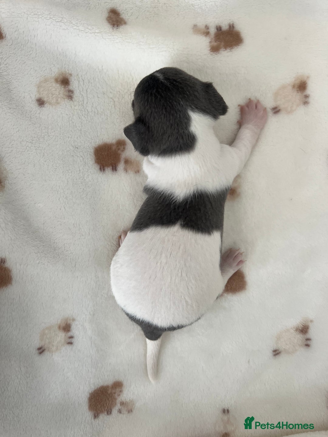 Chihuahua dogs for sale: 🐾gorgeous xs lilac & blue parti chihuahua pups🐾 - Image 5