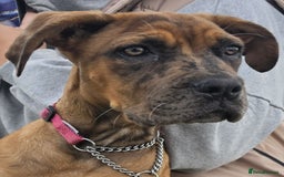 Cane Corso dogs for sale: Cane Corso  - Image 1