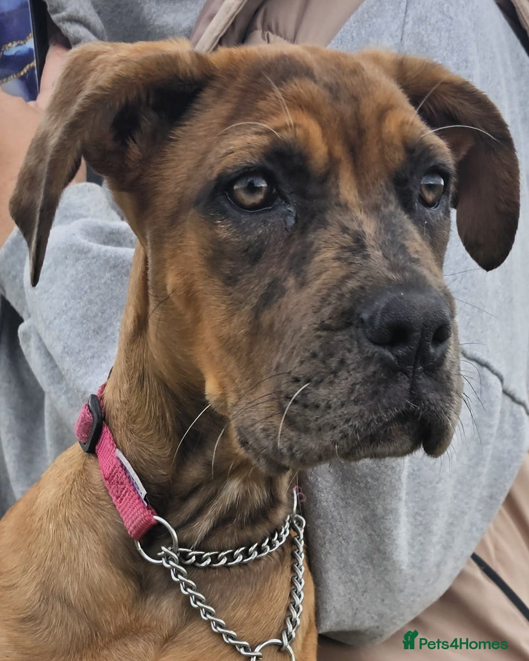 Cane Corso dogs for sale: Cane Corso  - Image 1
