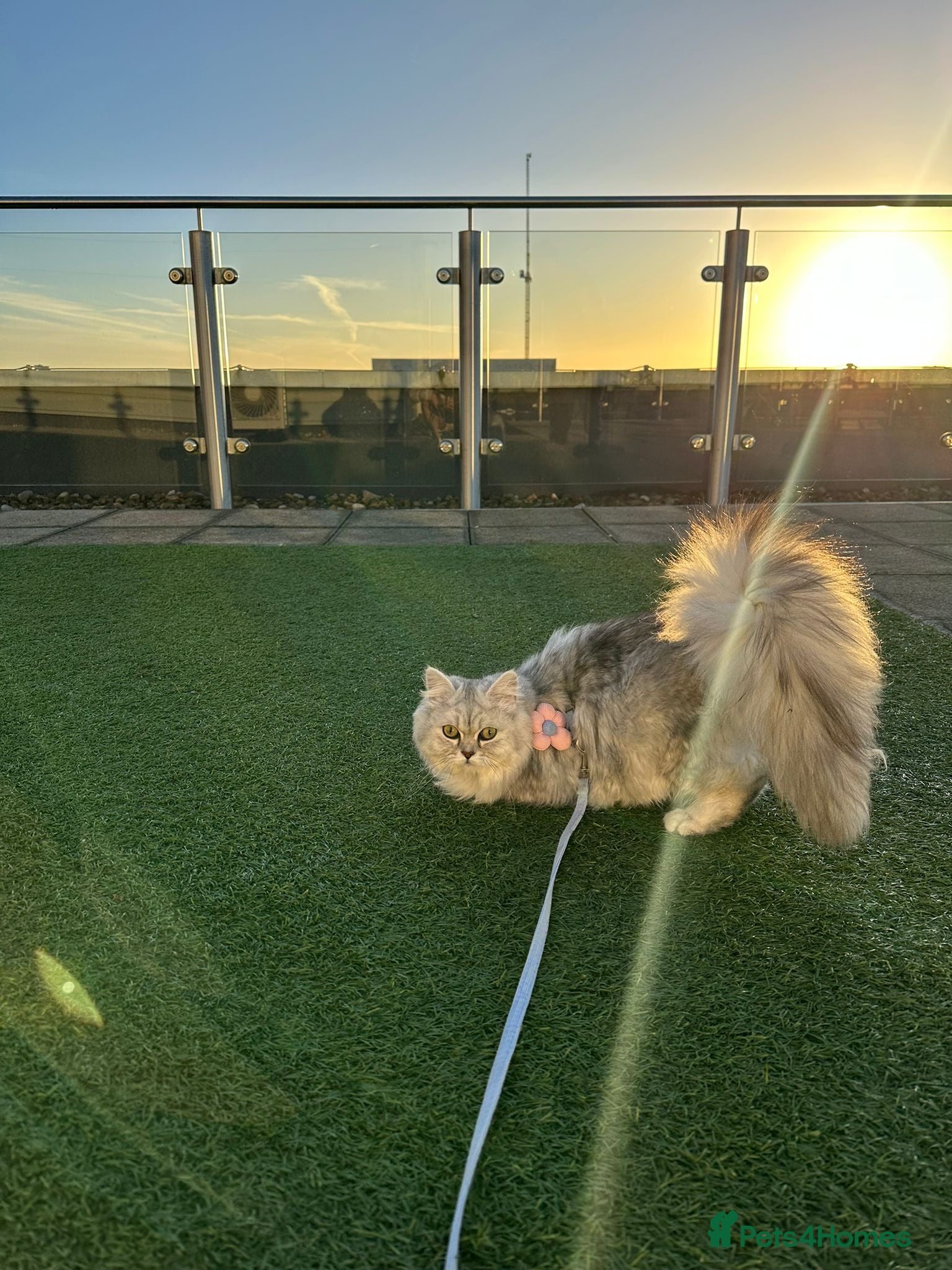 Persian cats Sliver tip Persian  ready to leave - Advert 15