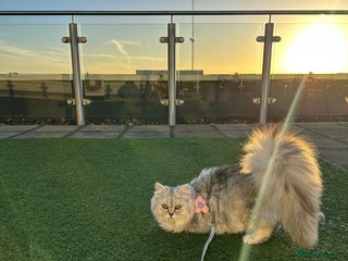 Persian cats Sliver tip Persian ready to leave - Advert 8