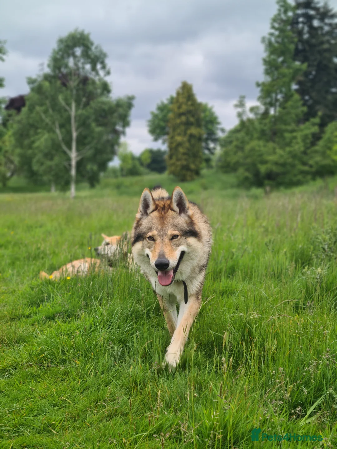 Saarloos Wolfdog dogs for stud: Stud Czechoslovakian wolfdog in Birmingham - Advert 14