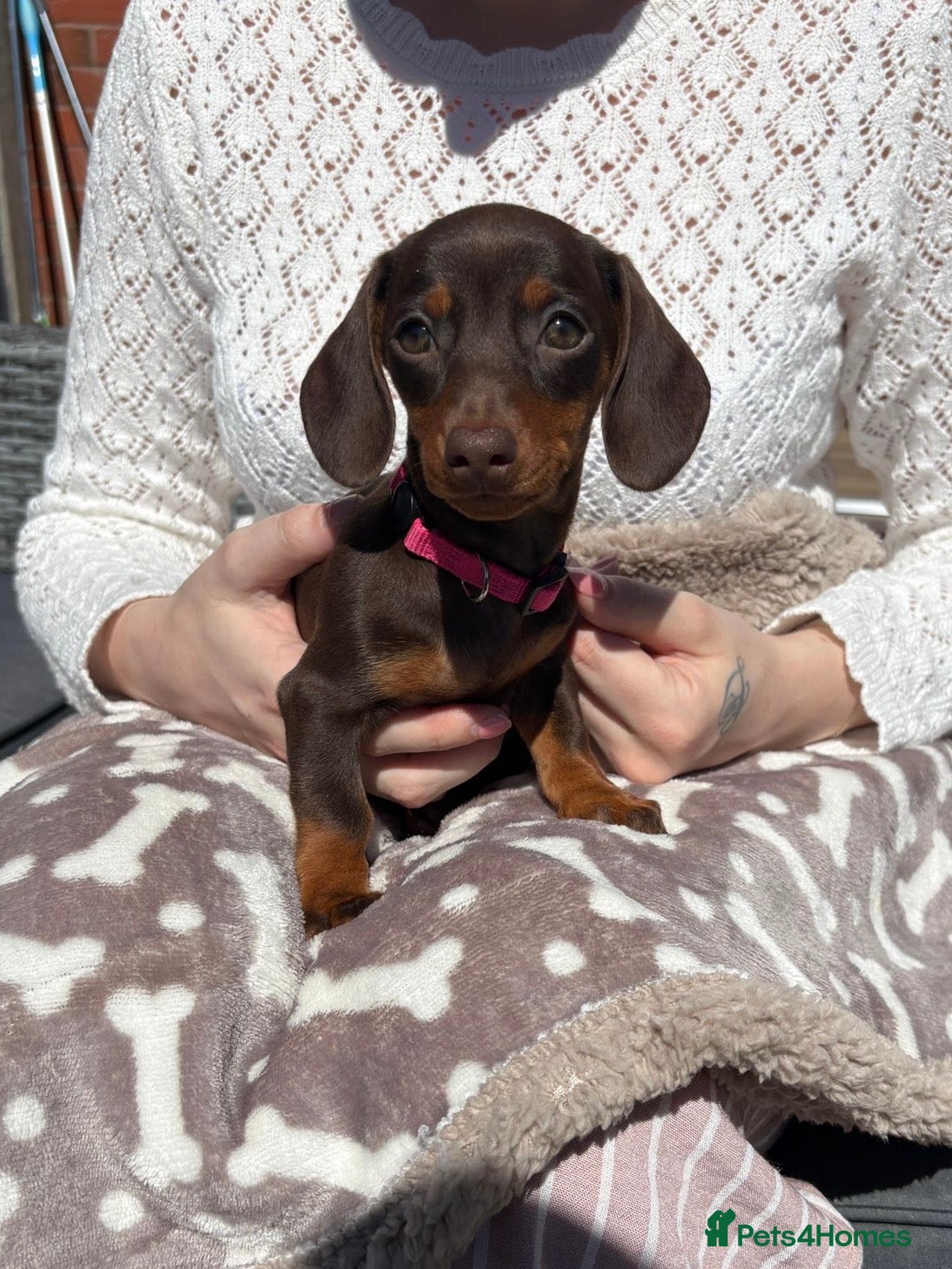 Miniature Dachshund dogs KC REGISTERED MINIATURE DACHSHUNDS - Advert 1