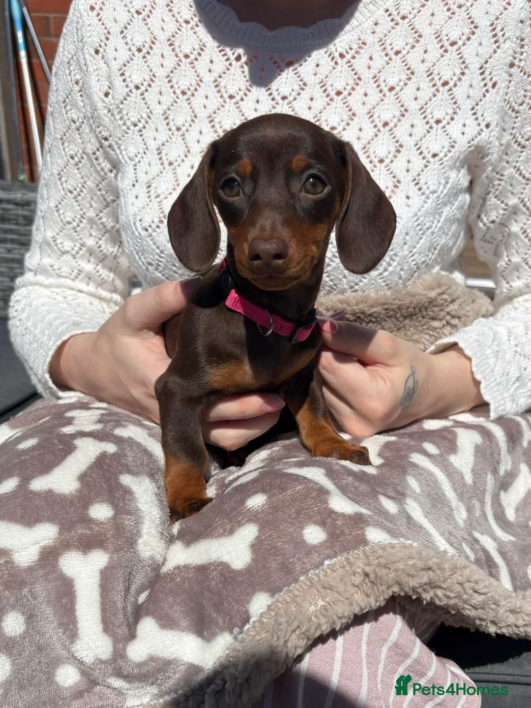 Miniature Dachshund dogs for sale: KC REGISTERED MINIATURE DACHSHUNDS - Advert 1