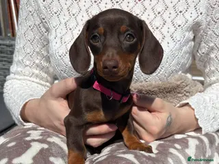 Miniature Dachshund dogs KC REGISTERED MINIATURE DACHSHUNDS - Advert 1