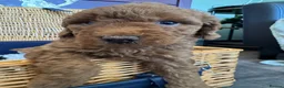 Miniature Poodle dogs for sale: Miniature Poodle puppies.  - Advert 27