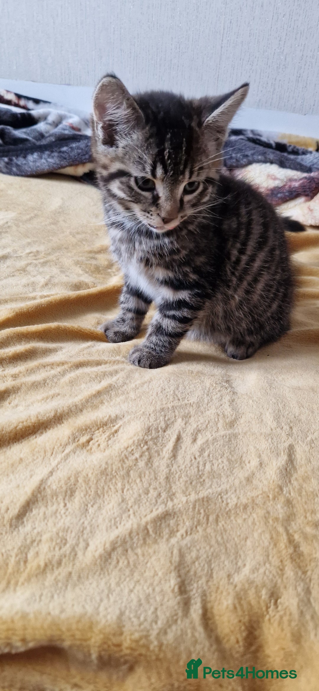 Mixed Breed cats for sale: 3 Mixed Kittens - Advert 4