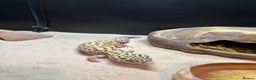 Leopard Gecko reptiles for sale: Leopard gecko and full vivarium  - Advert 3