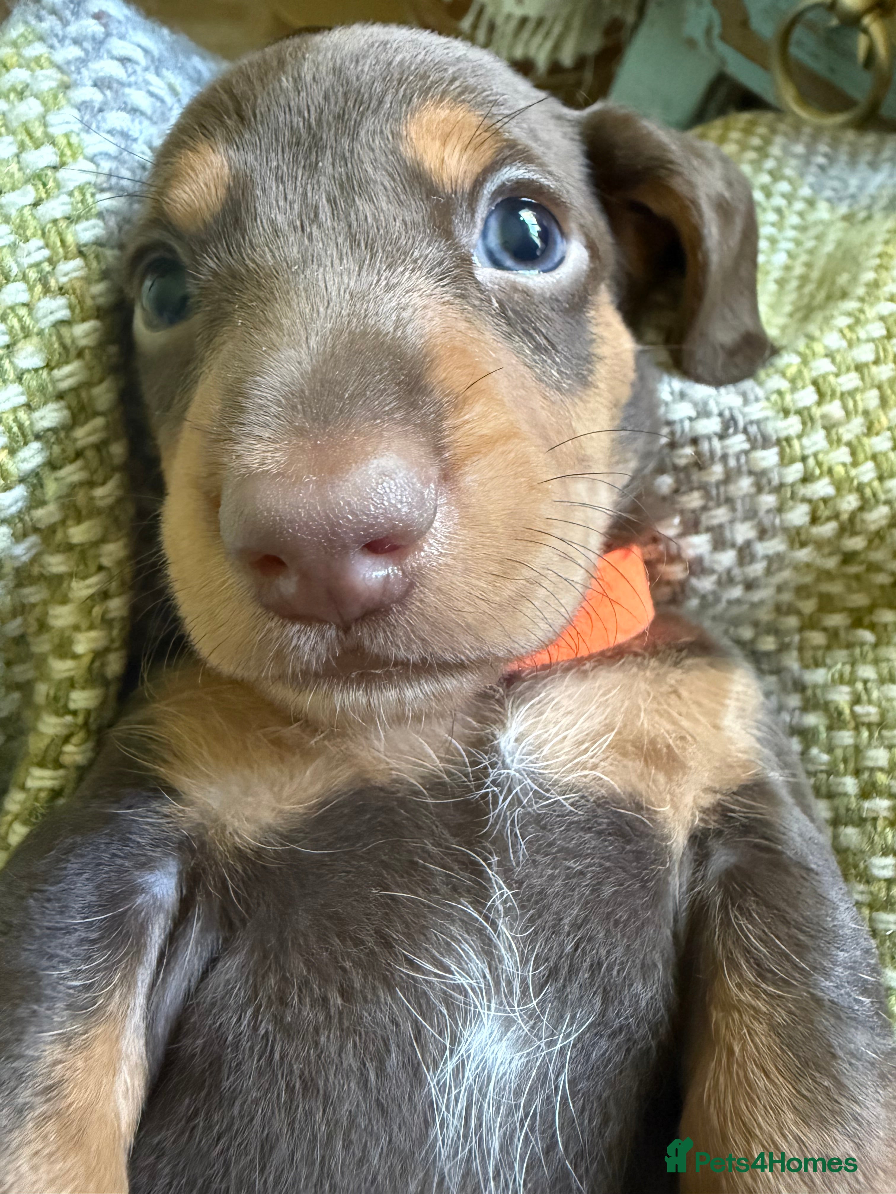Miniature Dachshund dogs Stunning miniature dachshund puppies  - Advert 2