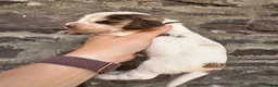 Cocker Spaniel dogs for sale: KC reg Show-type Chocolate & Choc Sable puppies in Brecon - Advert 19