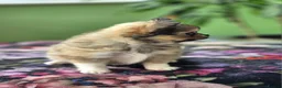Chihuahua dogs for sale: Amazing Tiny Longcoat Chihuahua Puppies - Advert 12