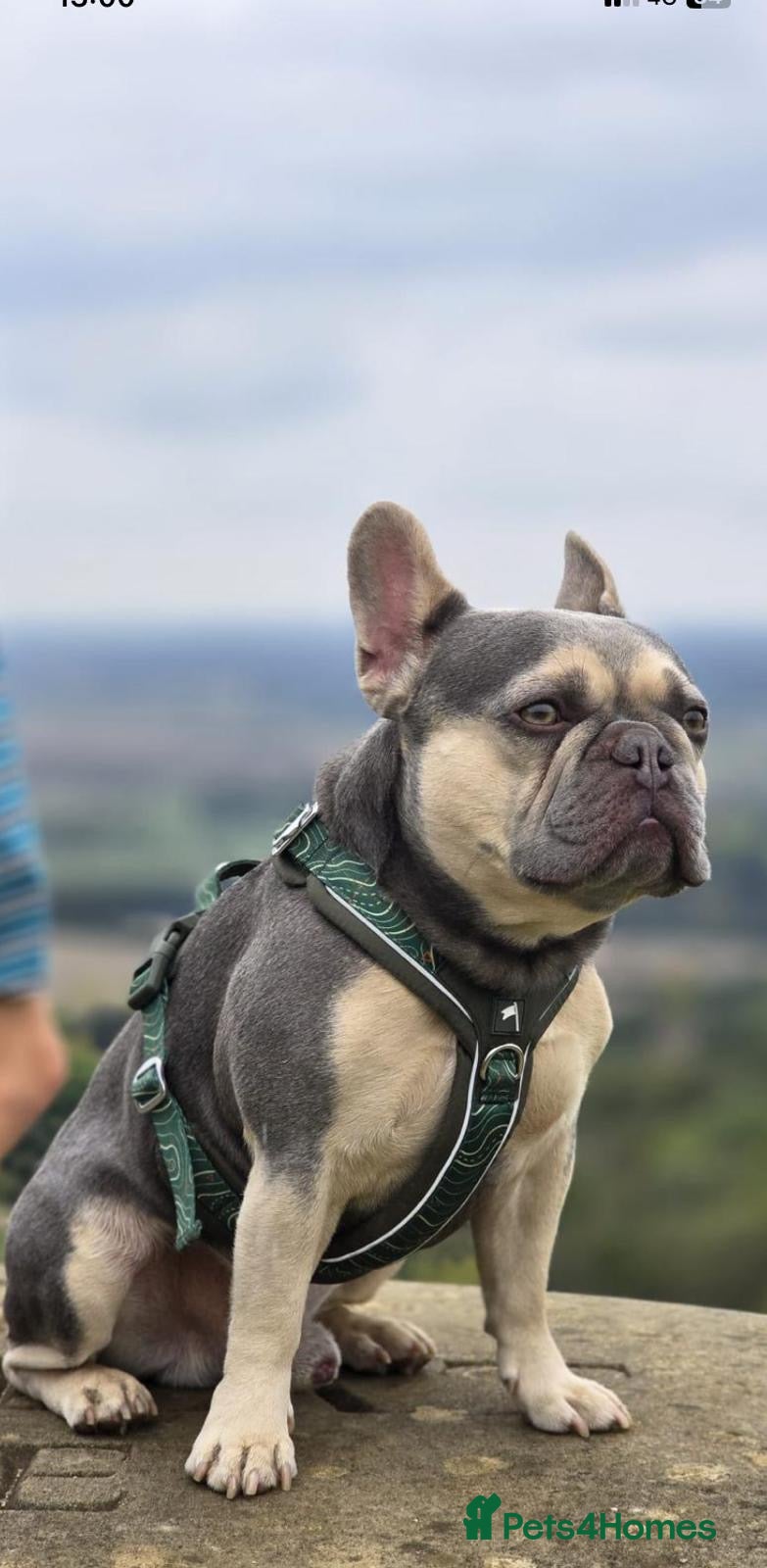 French Bulldog dogs RHUS SHRUB - Advert 1