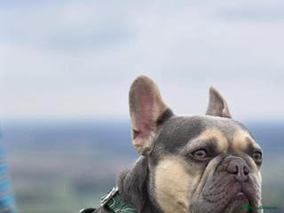 French Bulldog dogs RHUS SHRUB - Advert 1