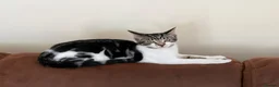 Domestic Shorthair cats for sale: 3 male kittens for sale - Advert 5