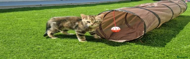 Mixed Breed Kitten 1