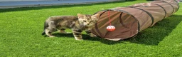Mixed Breed cats for sale: Half bengal kittens - Advert 11